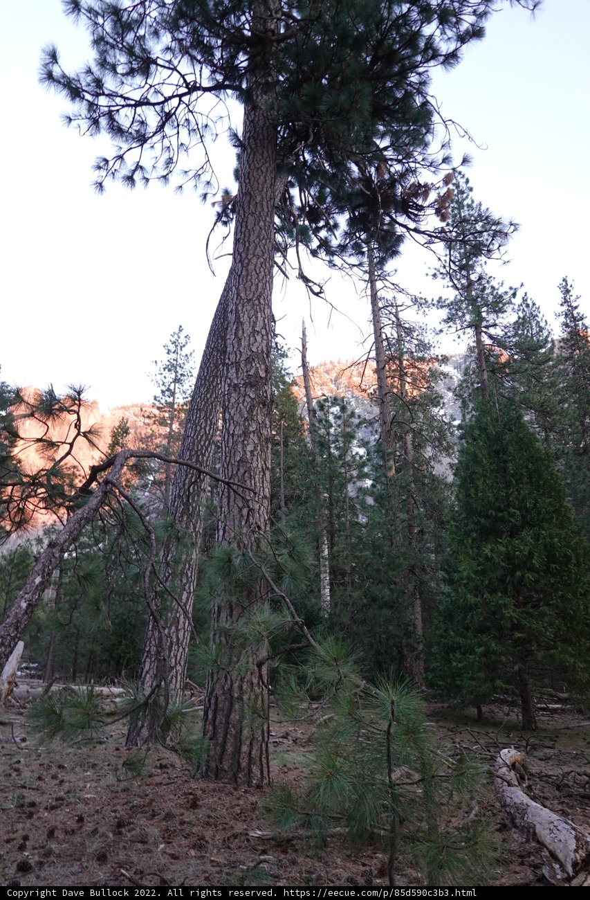 Majestic Sequoia against Yosemite Mountain