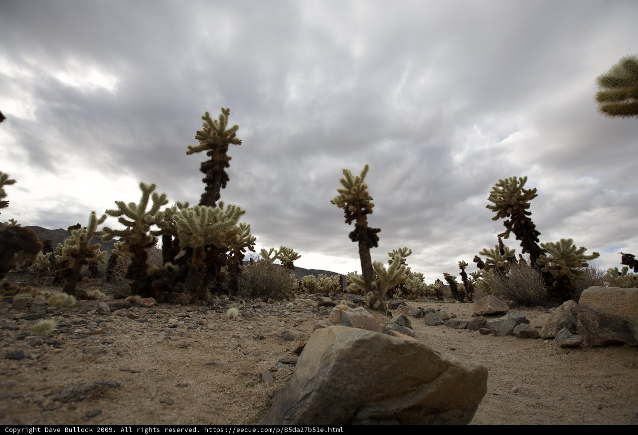 Serene Joshua Tree Grove