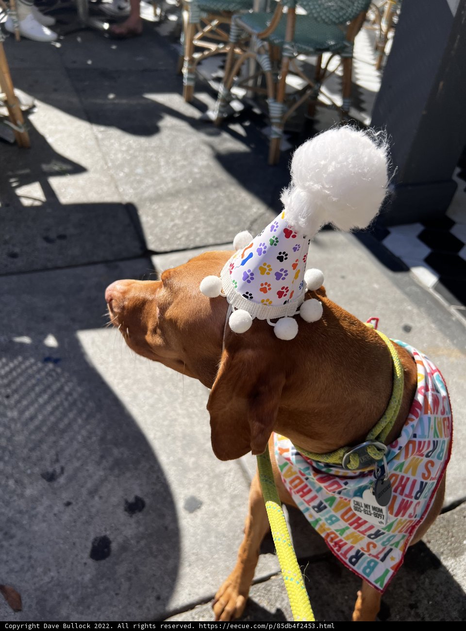 Birthday Pup on a Leash