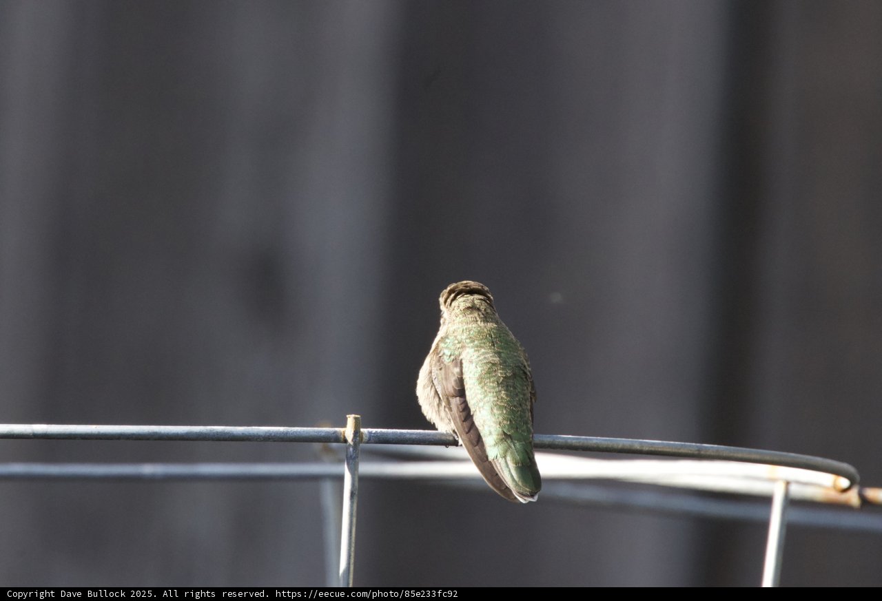 Perched in Serenity