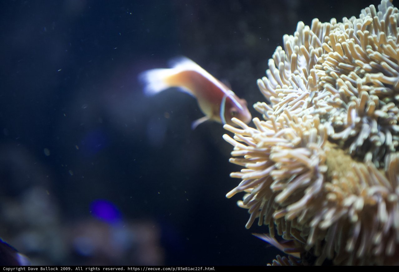 Colorful Clownfish and Sea Anemone in Aquarium