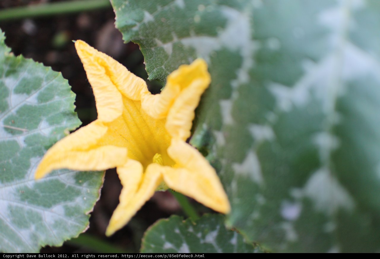 Sunny Bloom