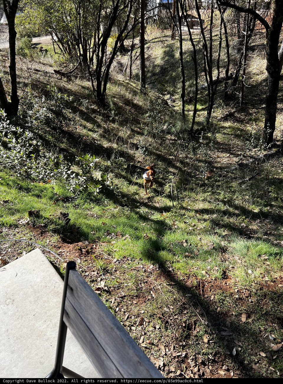 A Canine's Adventure in the Sierra National Forest