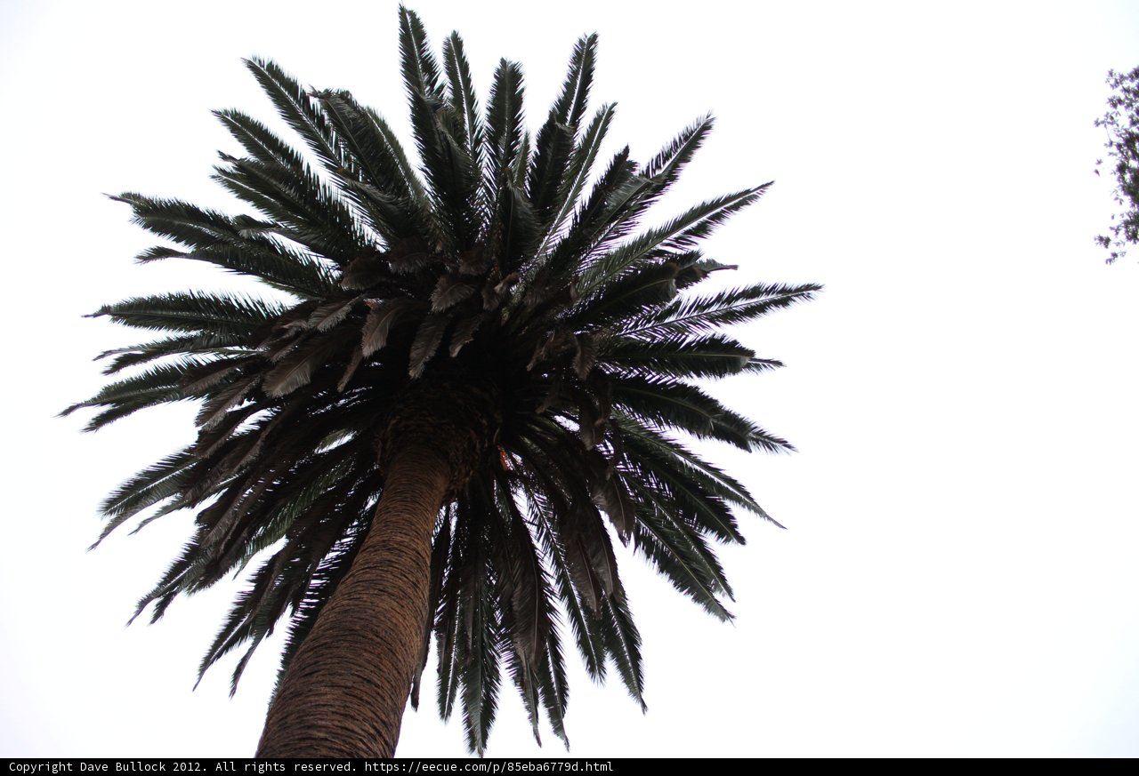 Majestic Palm Tree in Silhouette