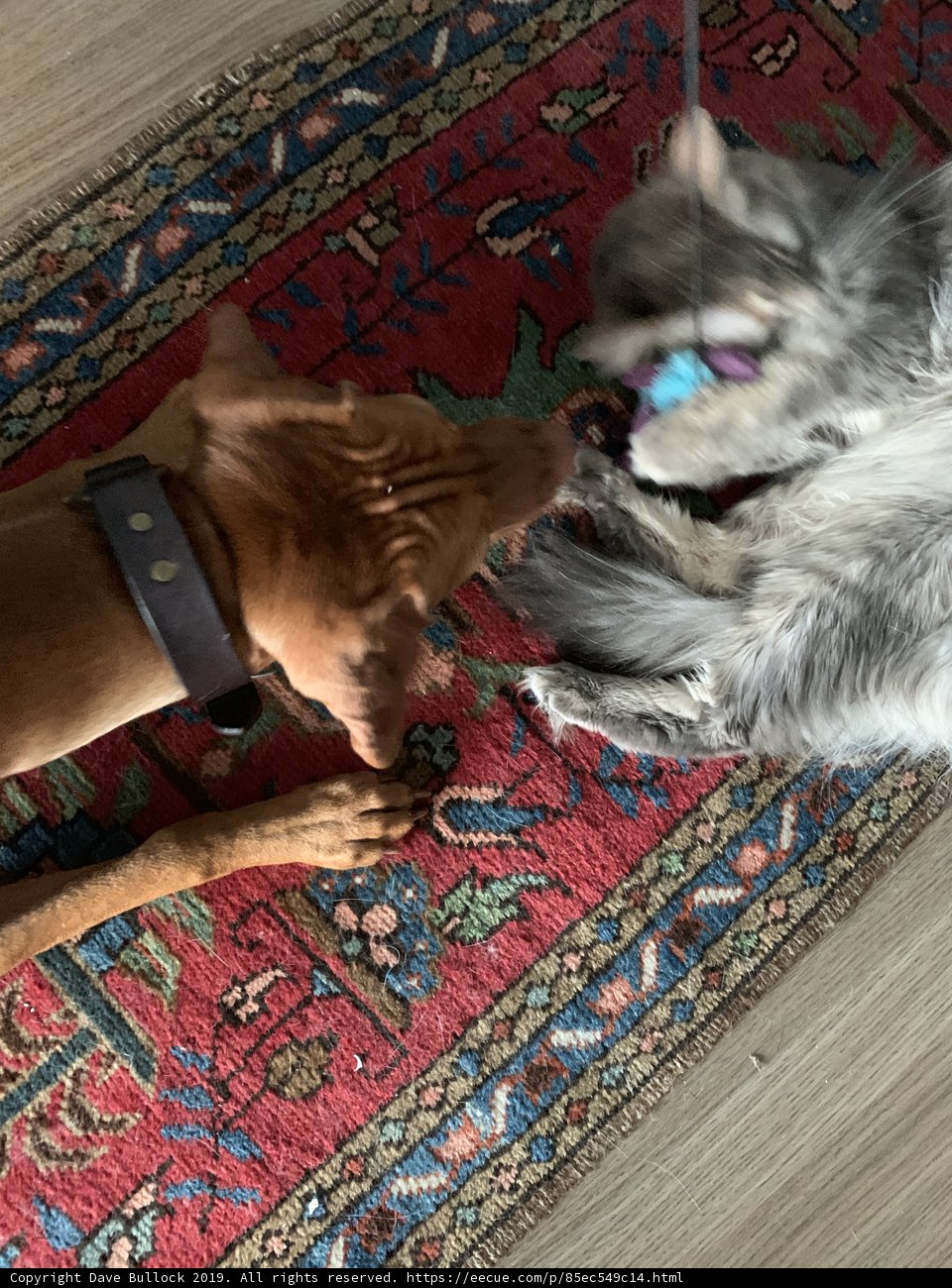 Playtime with Furry Friends