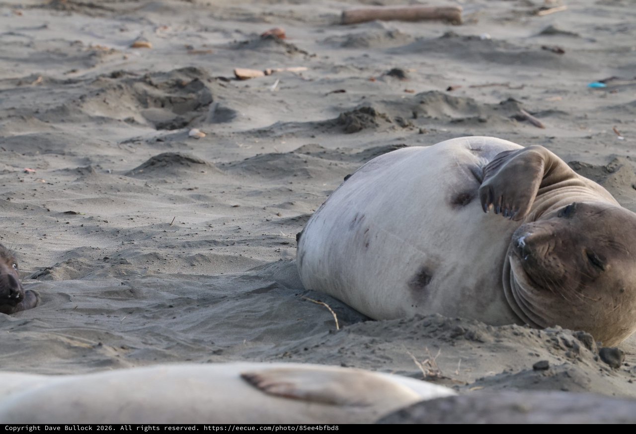 Elephant Seal Resting on Sandy Beach at Drakes Beach