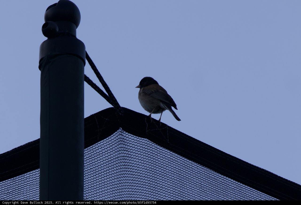 Perched Silhouette