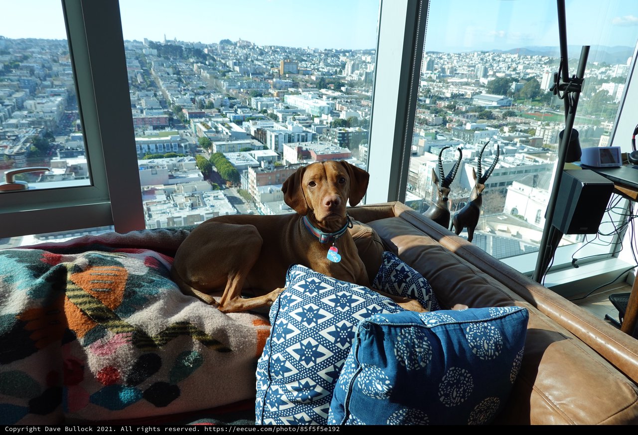 Dog Relaxing in High-Rise City Apartment