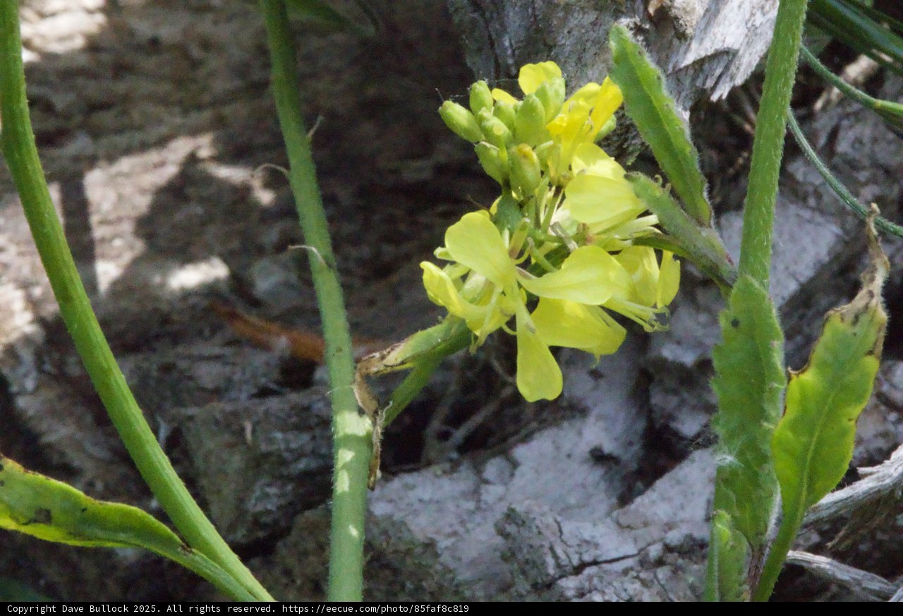 Blossoms of Spring