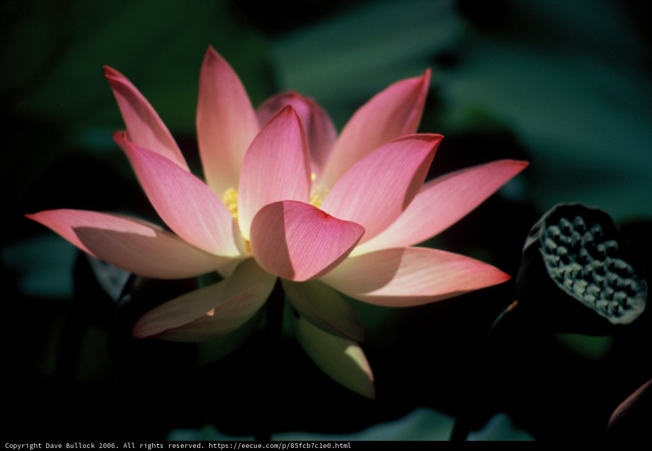 Illuminated Beauty