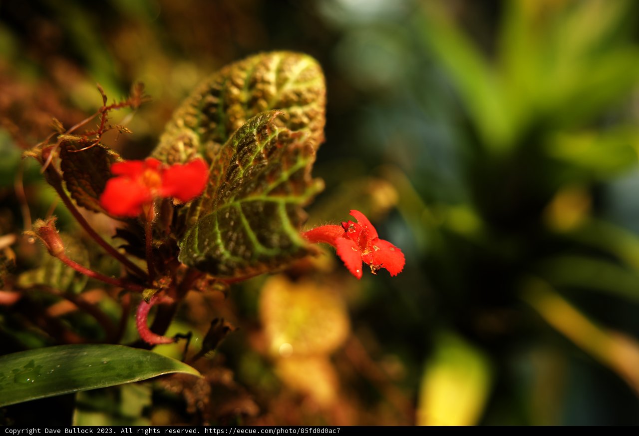 Delicate Red Bloom