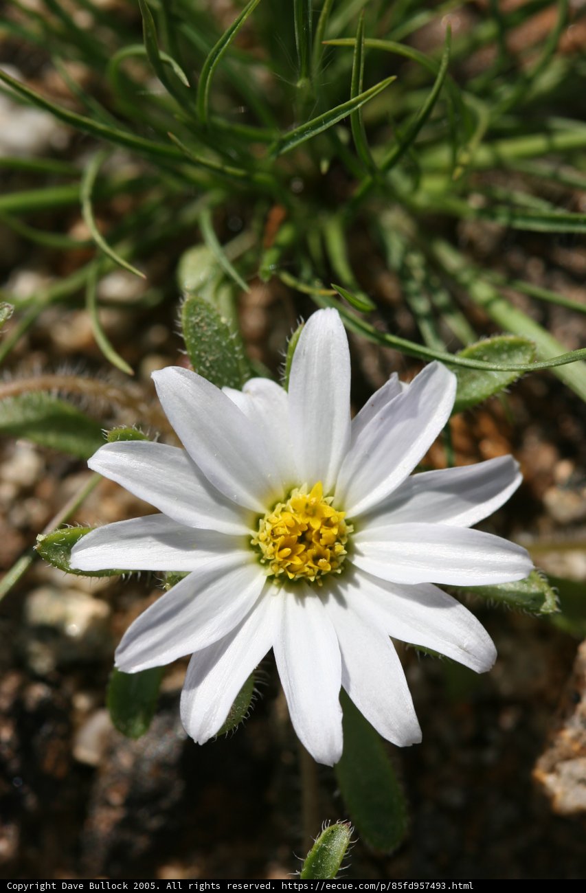 Beauty in Bloom