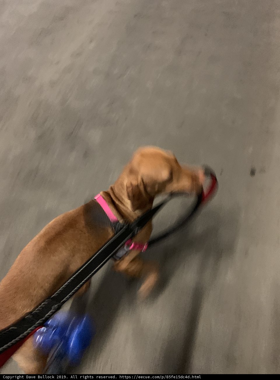 A Hound's Morning Walk