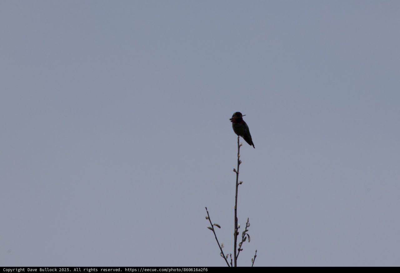 Perched in Solitude