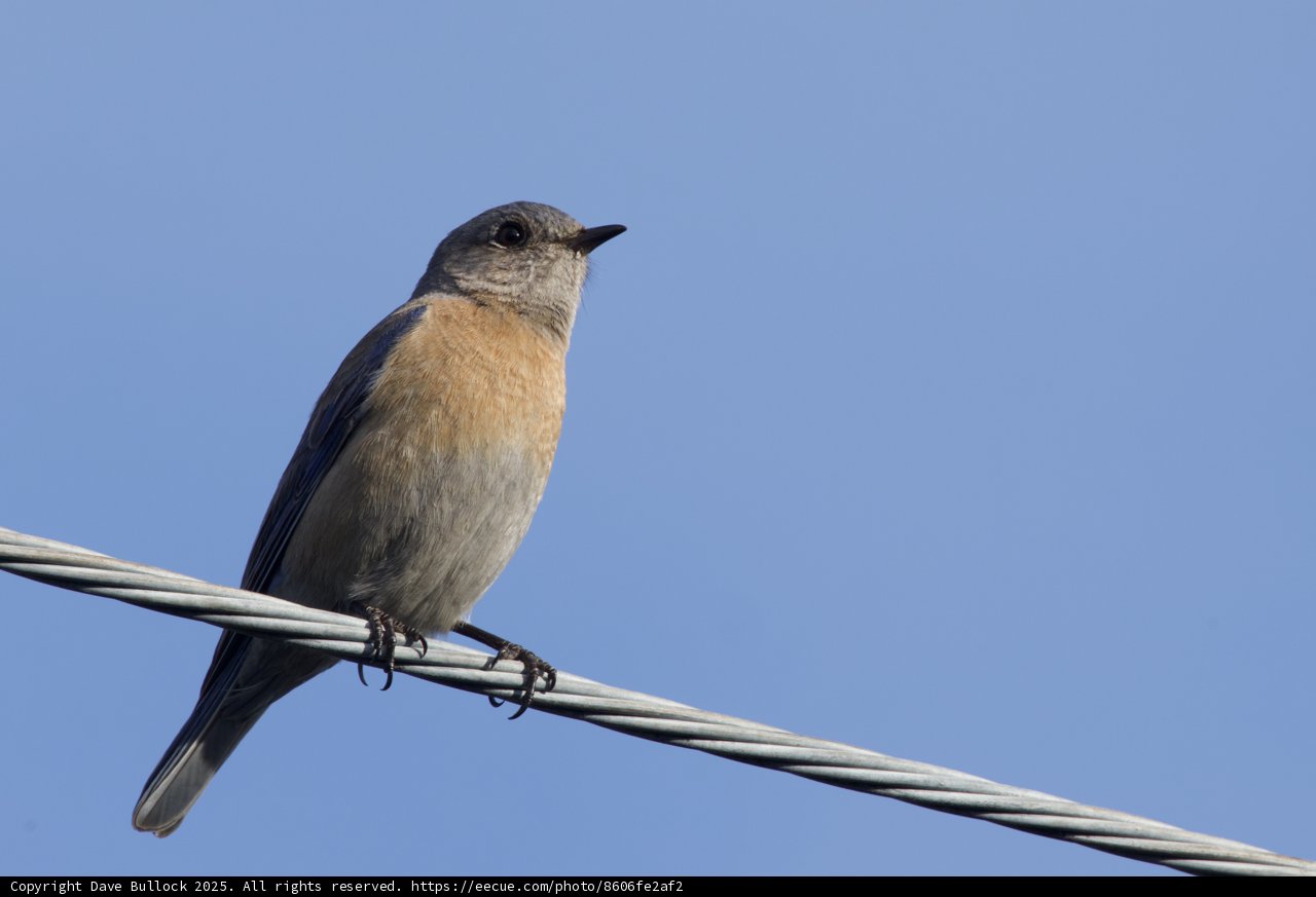 Serene Perch: A Feathered Wonder