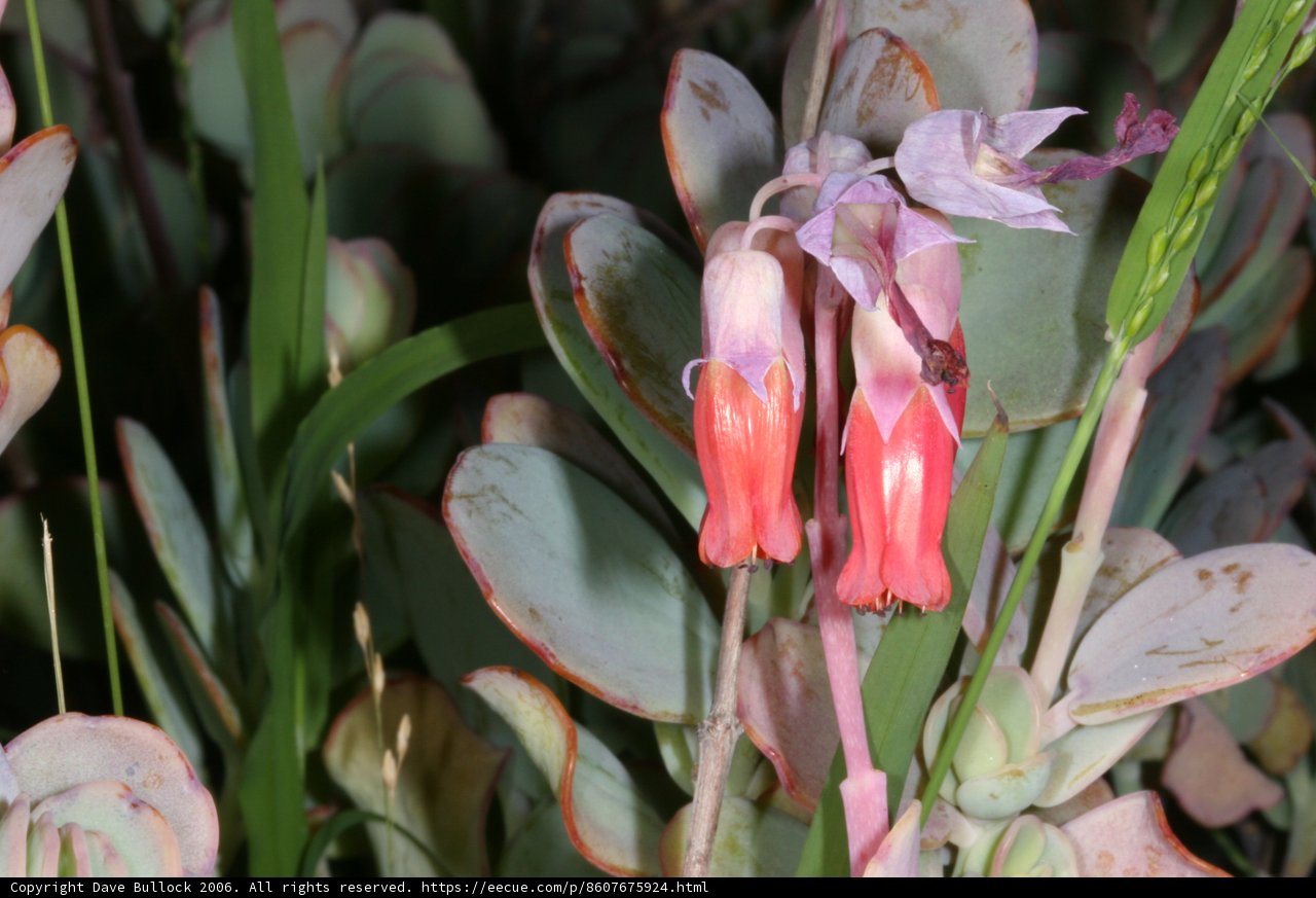 Pink Lily