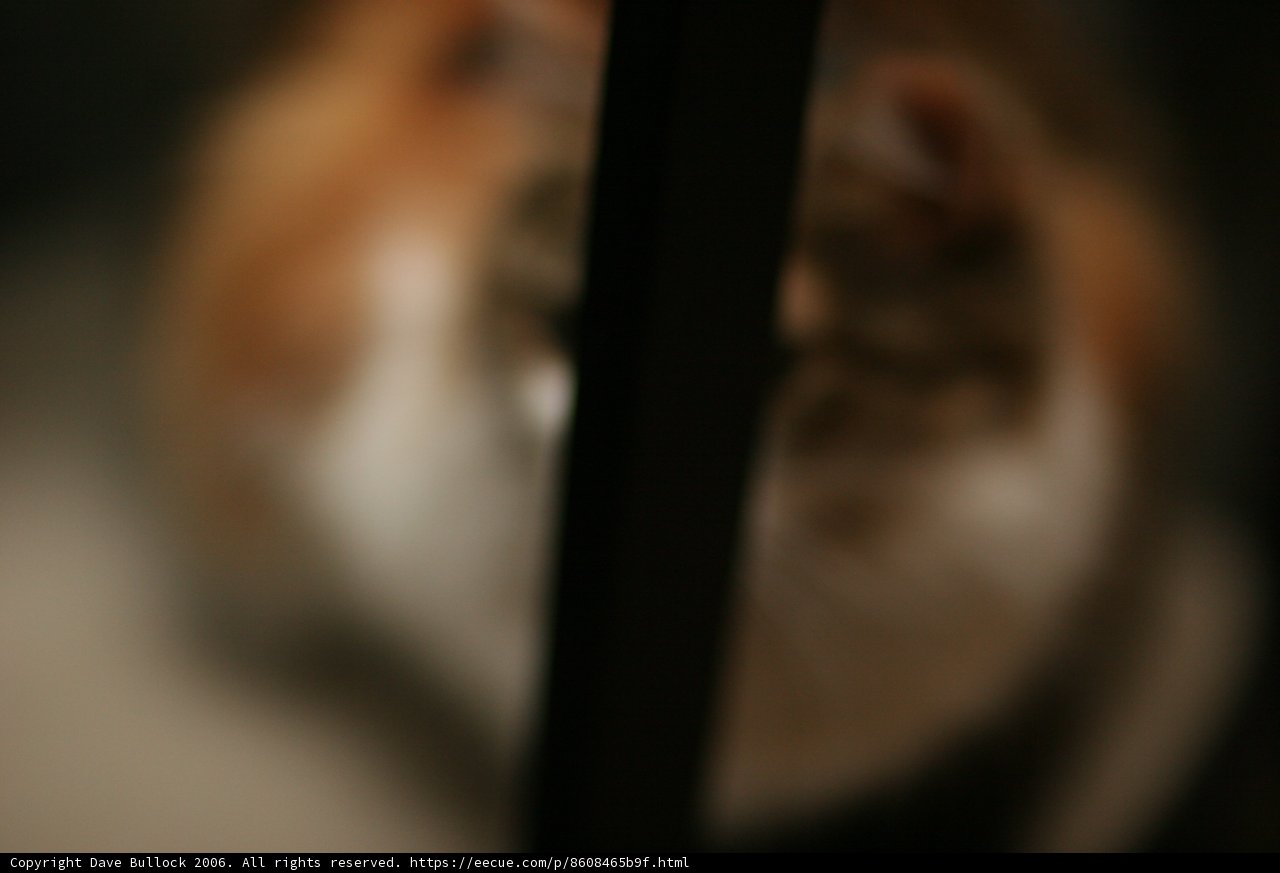 Furry Feline Friend