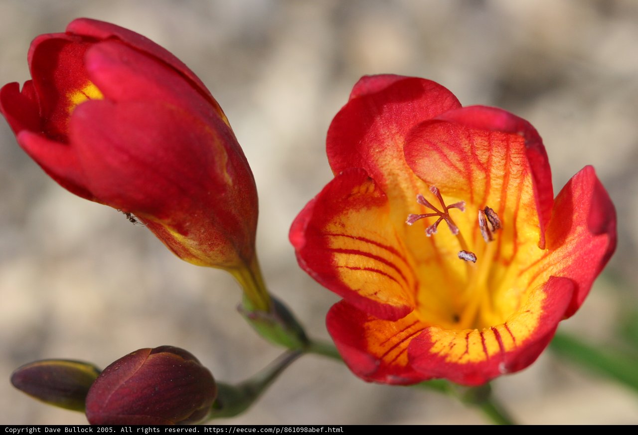 Geranium Bloom
