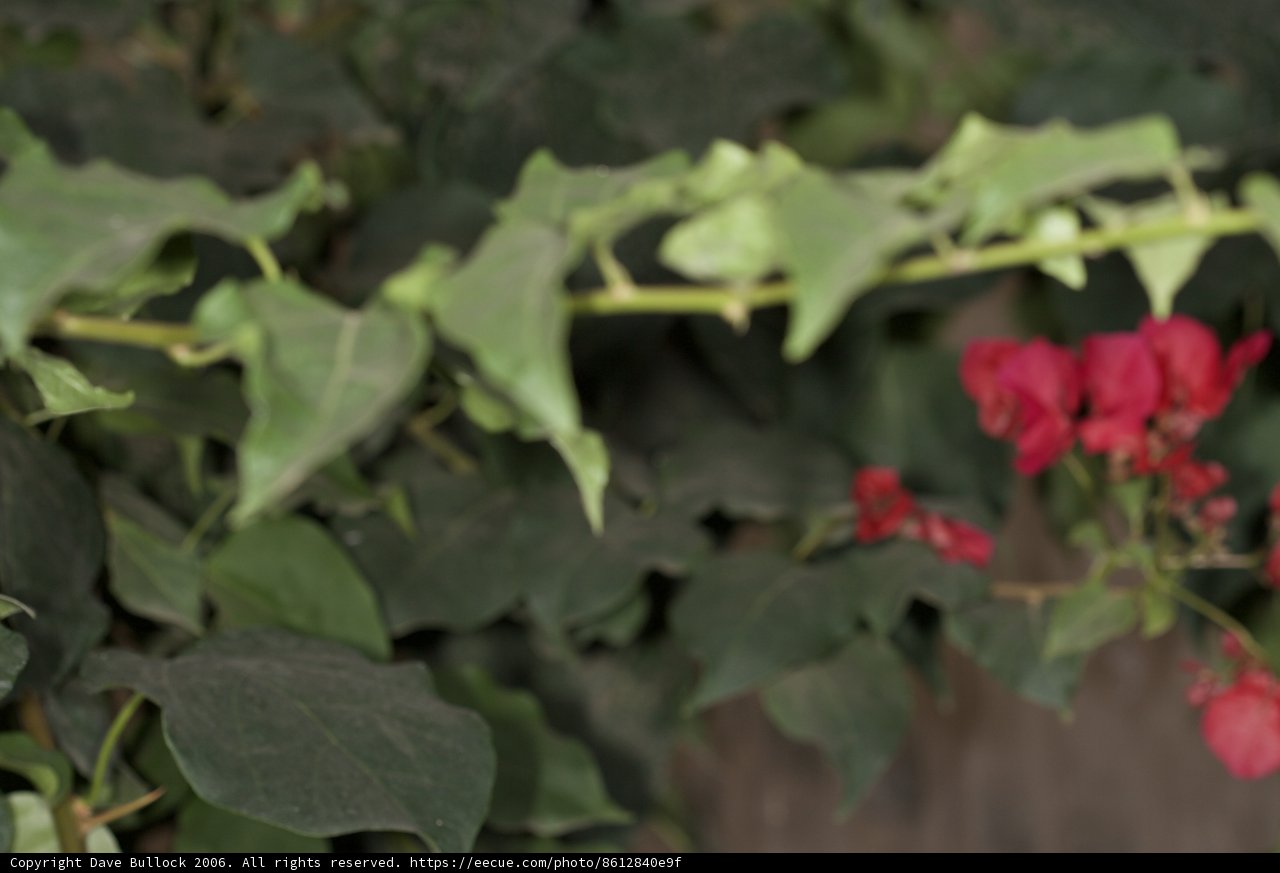 Geranium Flower Blossoms Among Green Foliage