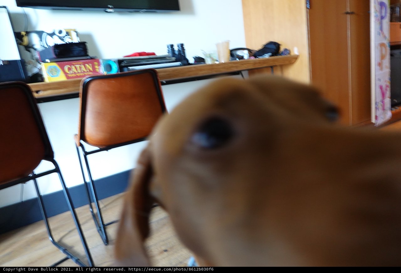 Curious Dog Photobombs Home Office Shot