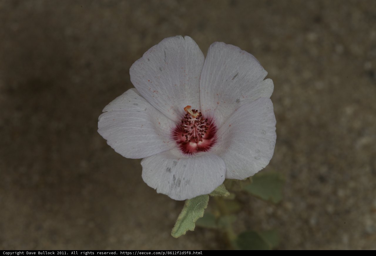 A Geranium Flower in Bloom