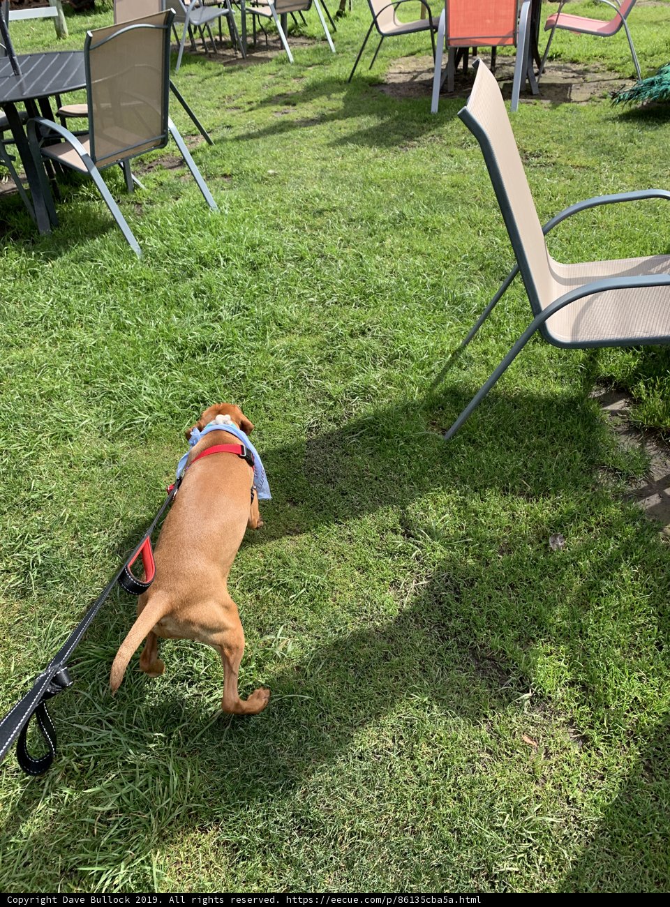 Canine Companion in the Backyard