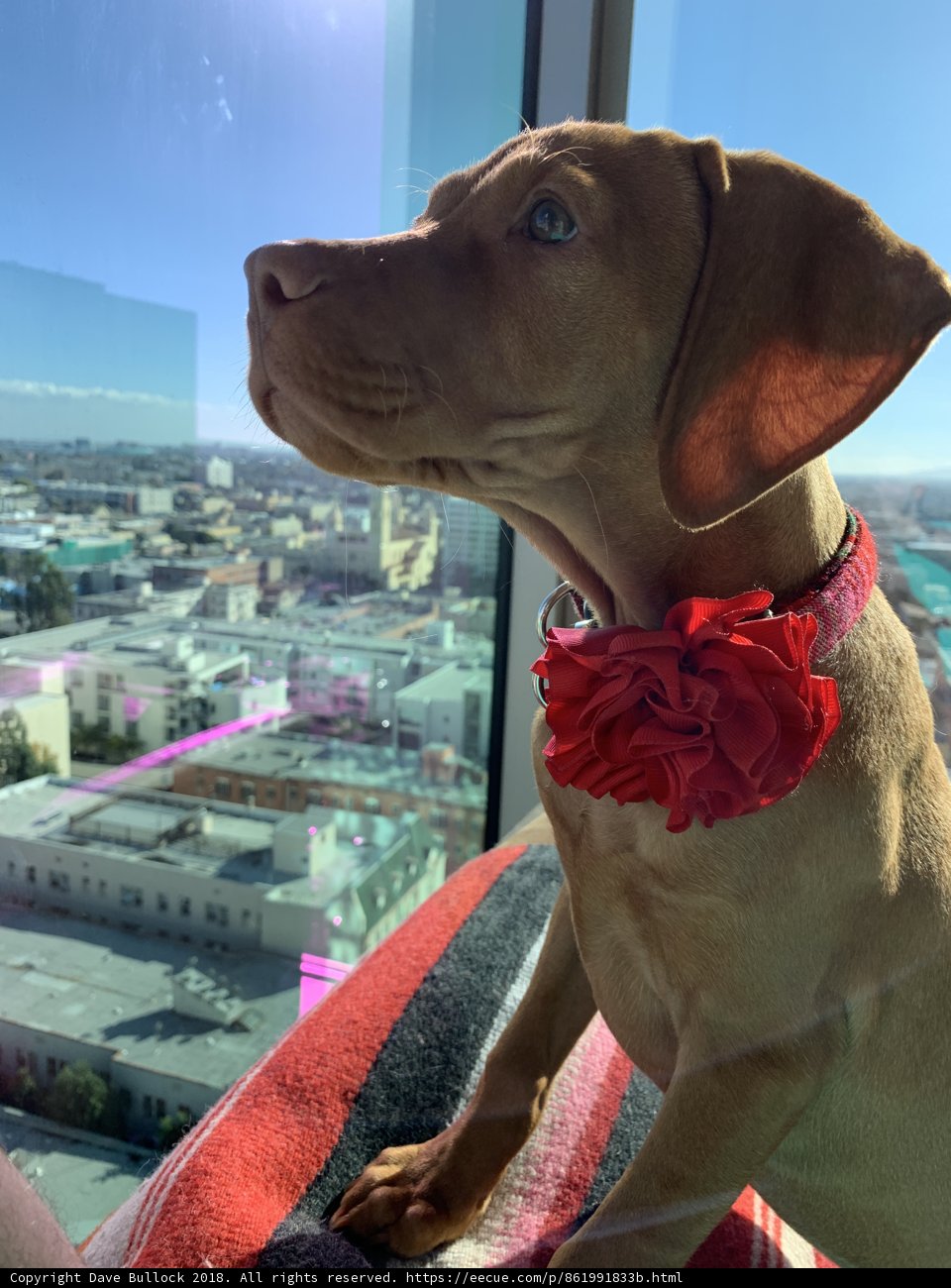 Stylish Pup at the Window