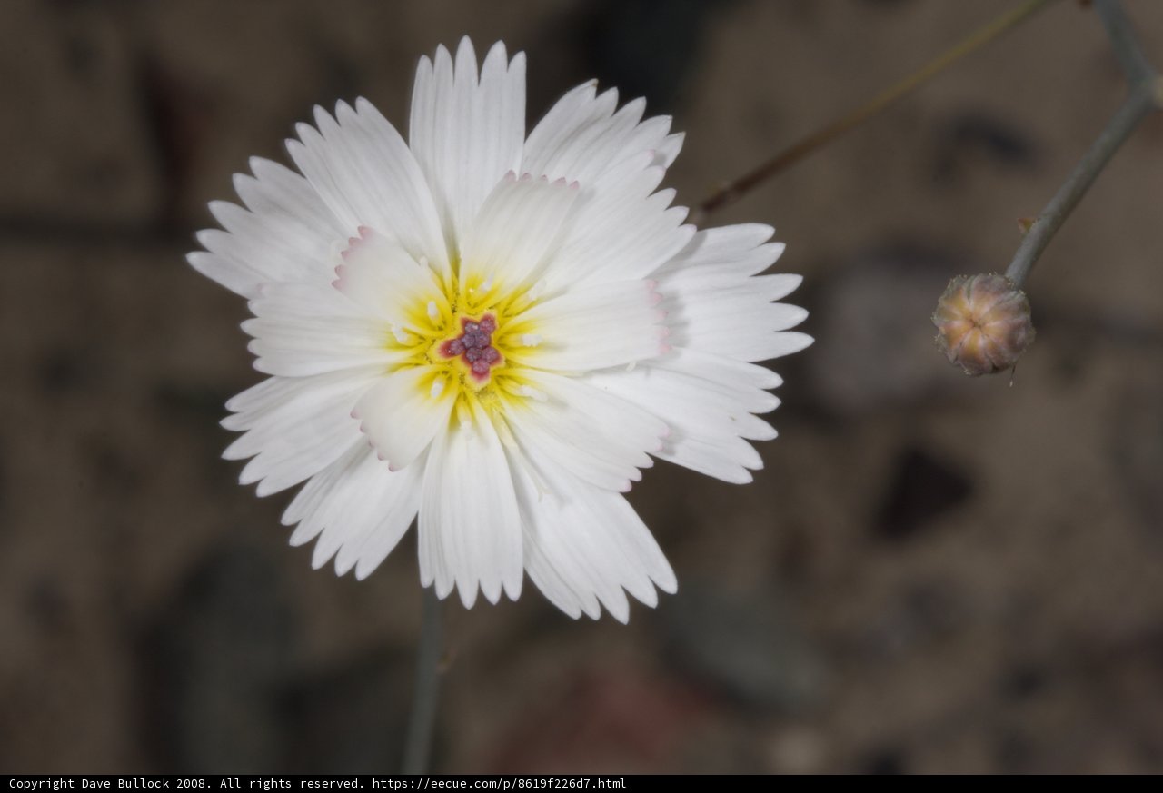 Desert Daisy