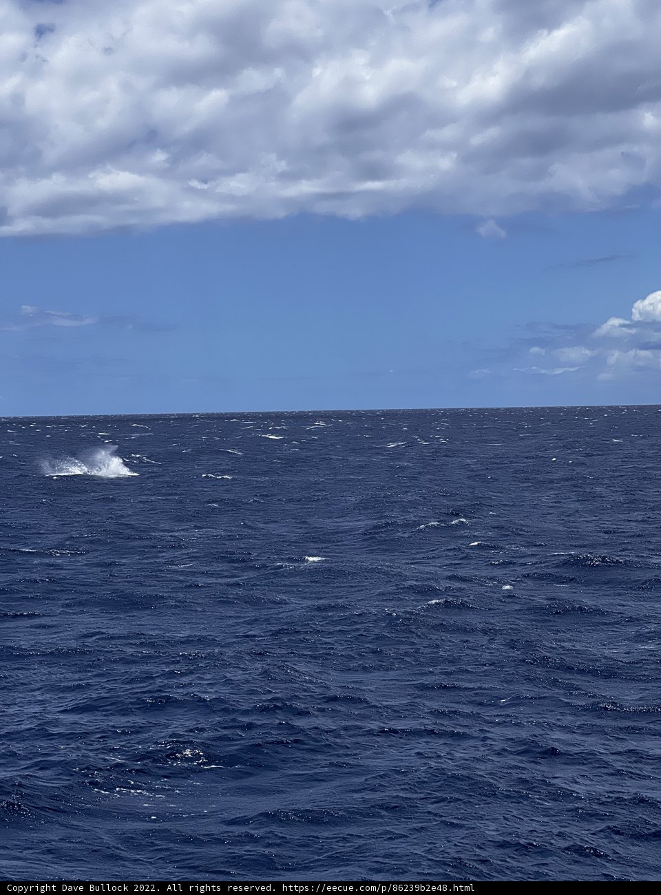 Majestic Whale in the Hawaiian Seas