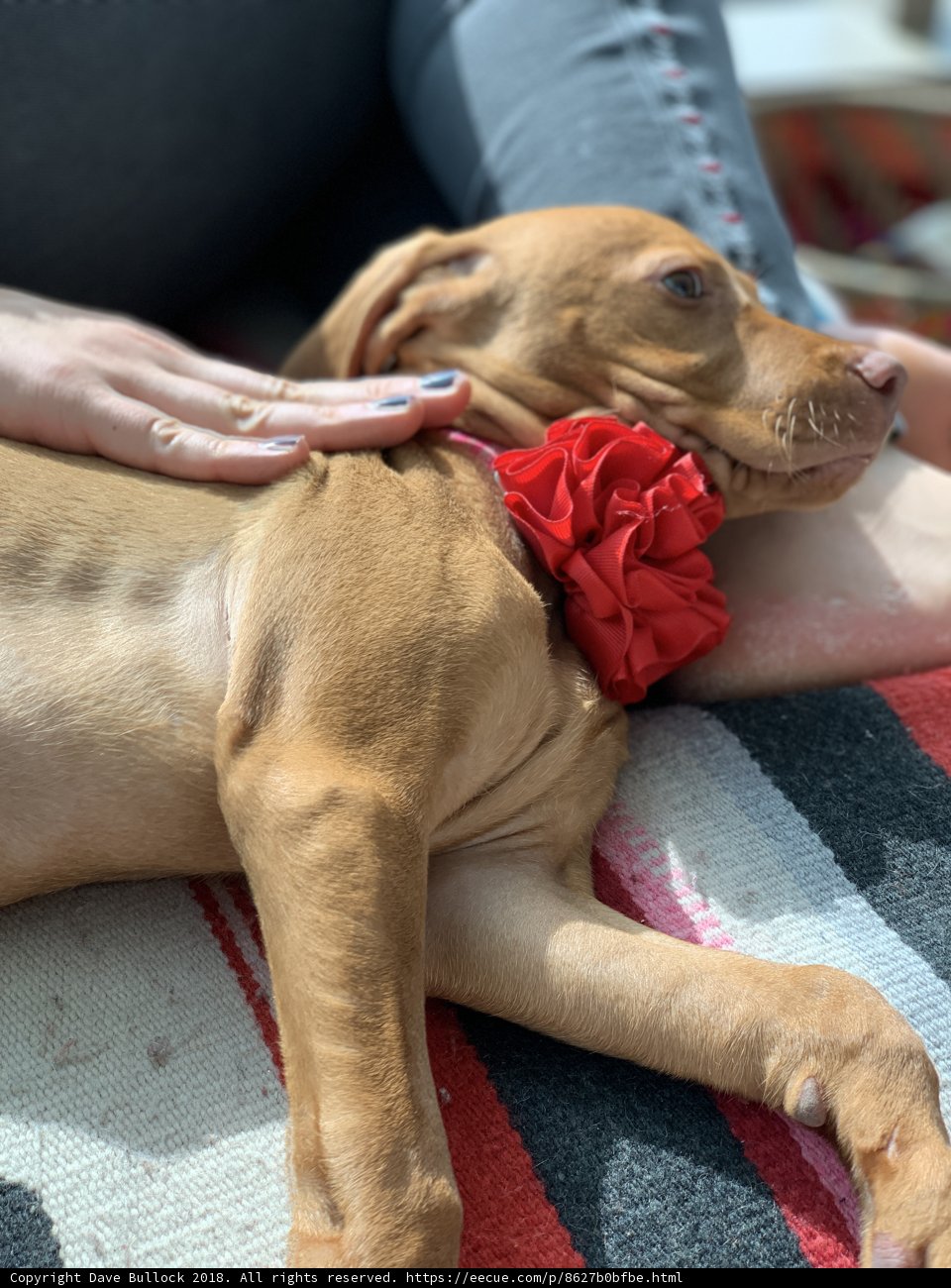 Lazy Sunday with my Furry Vizsla