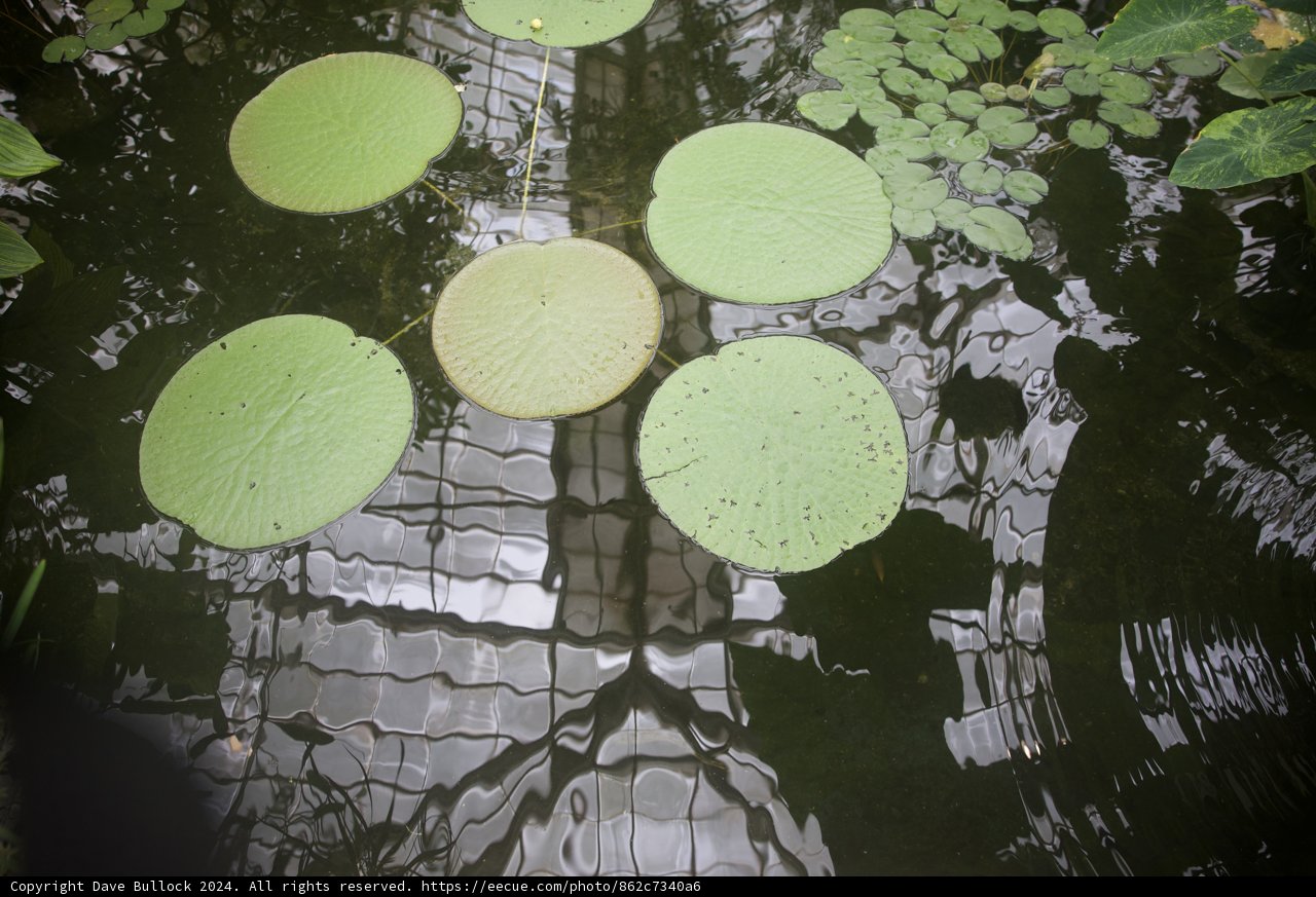 The Aquatic Charm of Golden Gate Park Conservatory