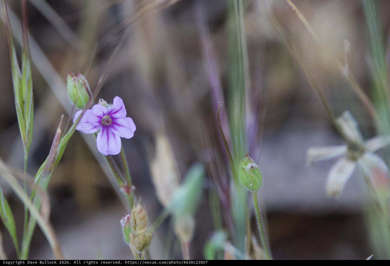 Delicate Purple Wildflower Blooms Among Dry Grasses