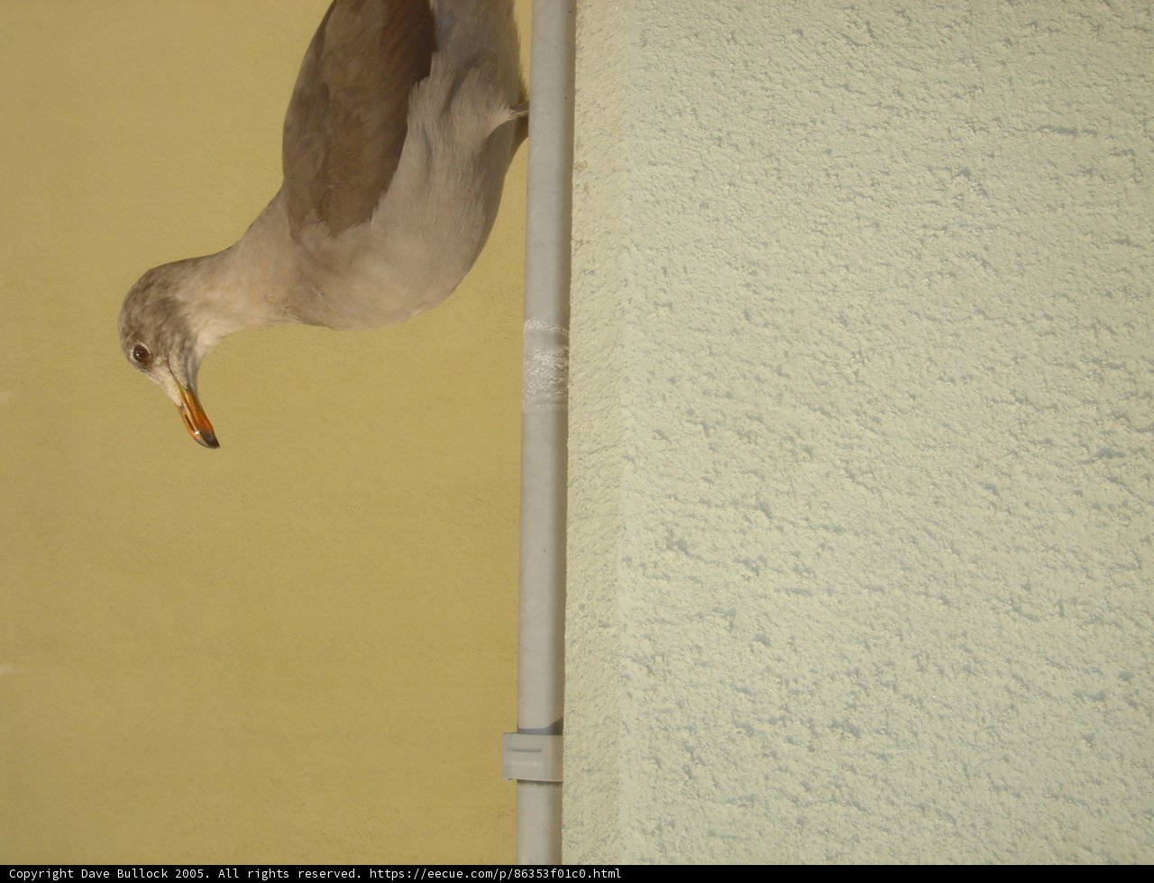 Seagull on a Pole