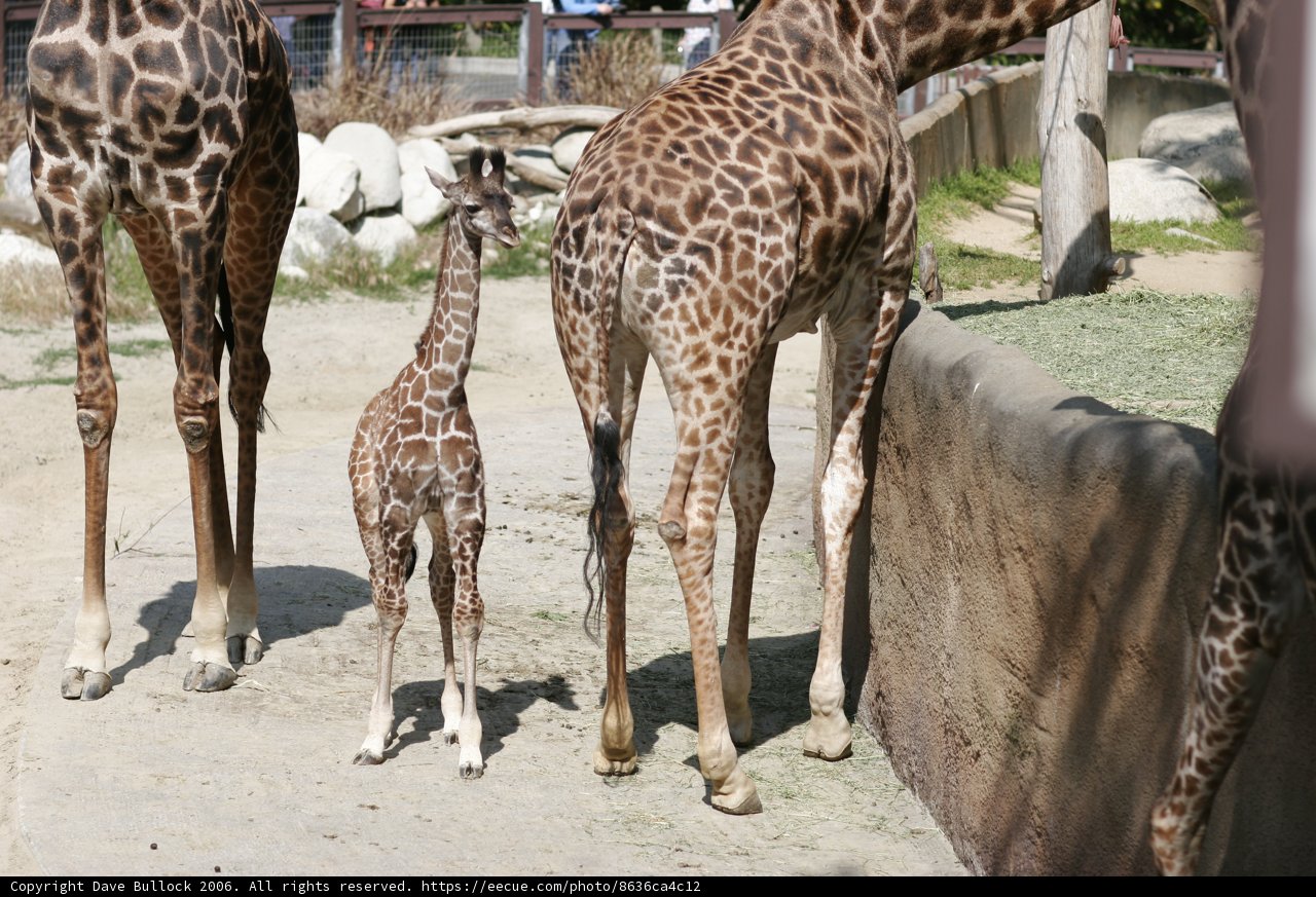 Giraffes at the Zoo