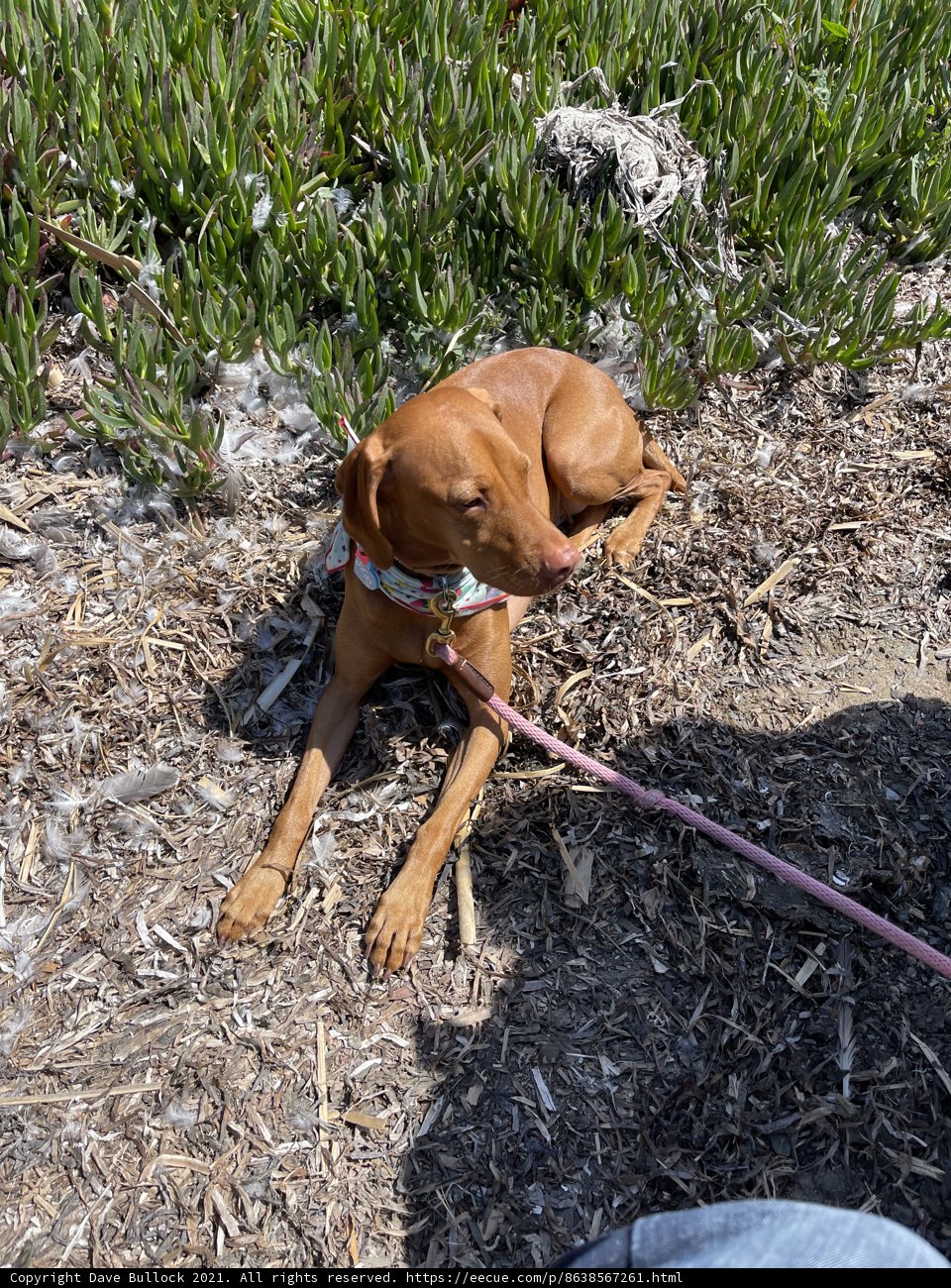 Relaxing on the Leash