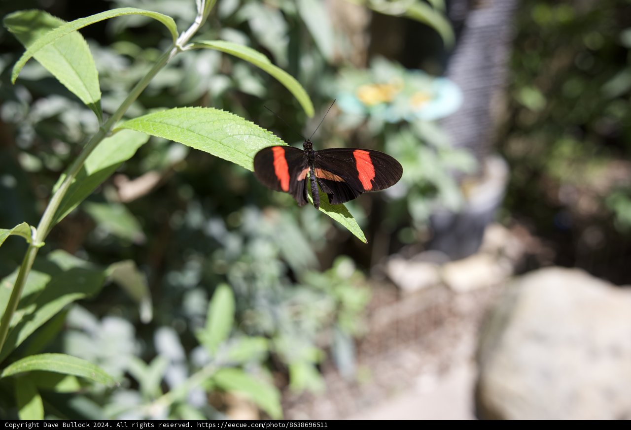A Gentle Flutter