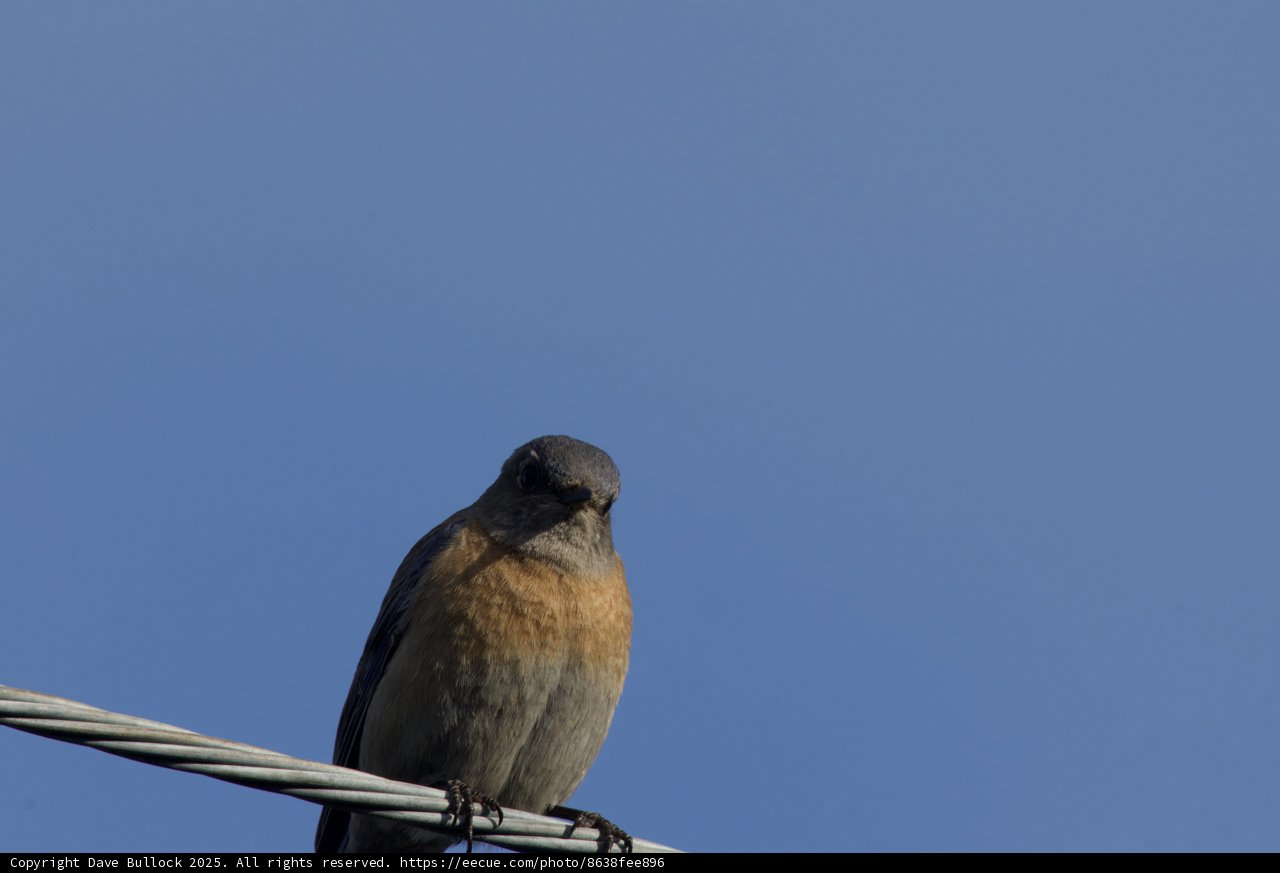 Skyward Perch