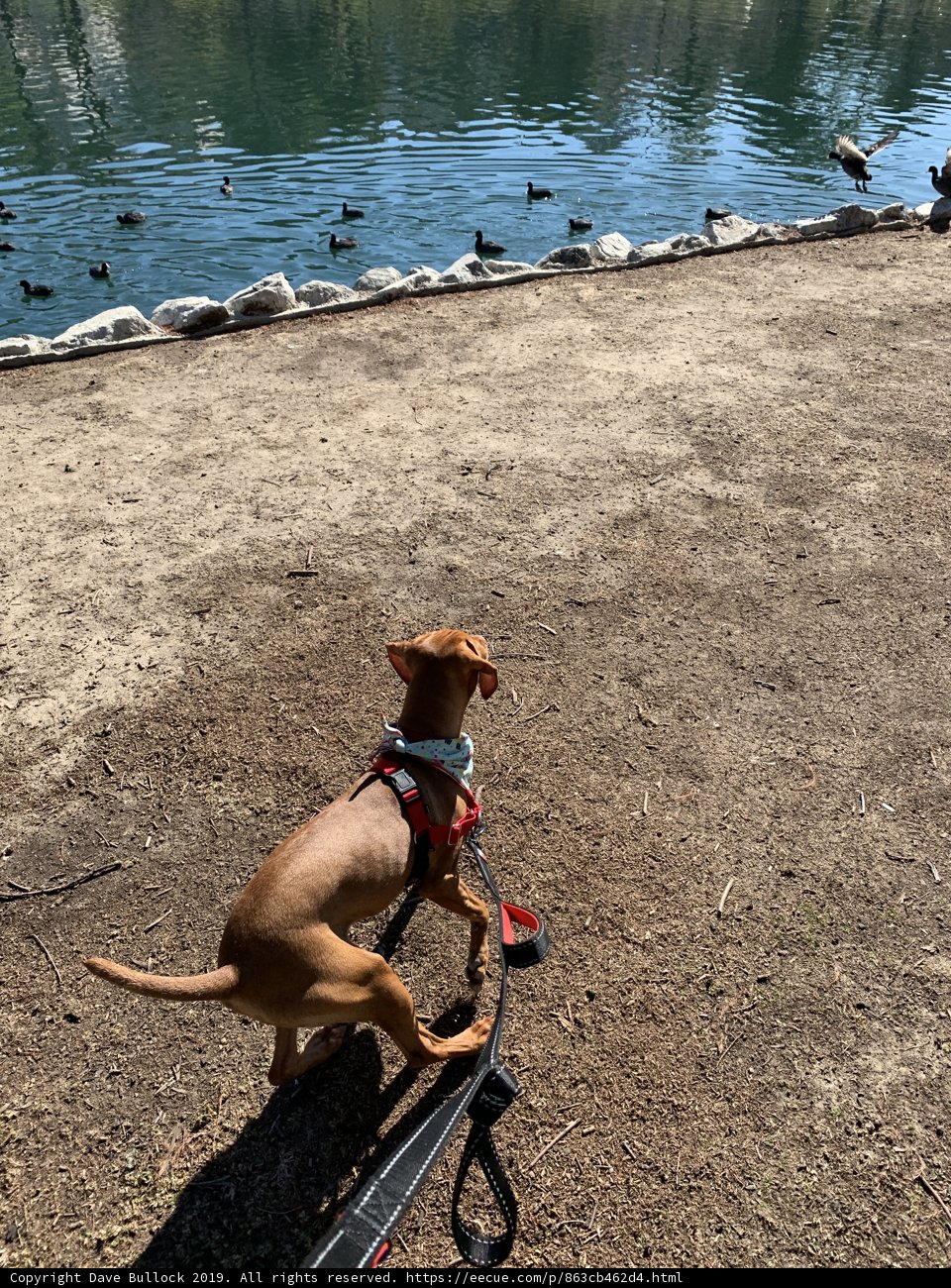 Canine Adventure by the Pond