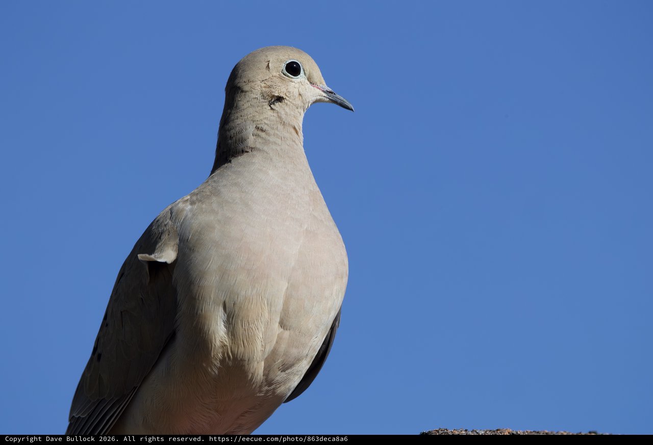 Eurasian Collared-Dove Portrait Against Clear Blue Sky