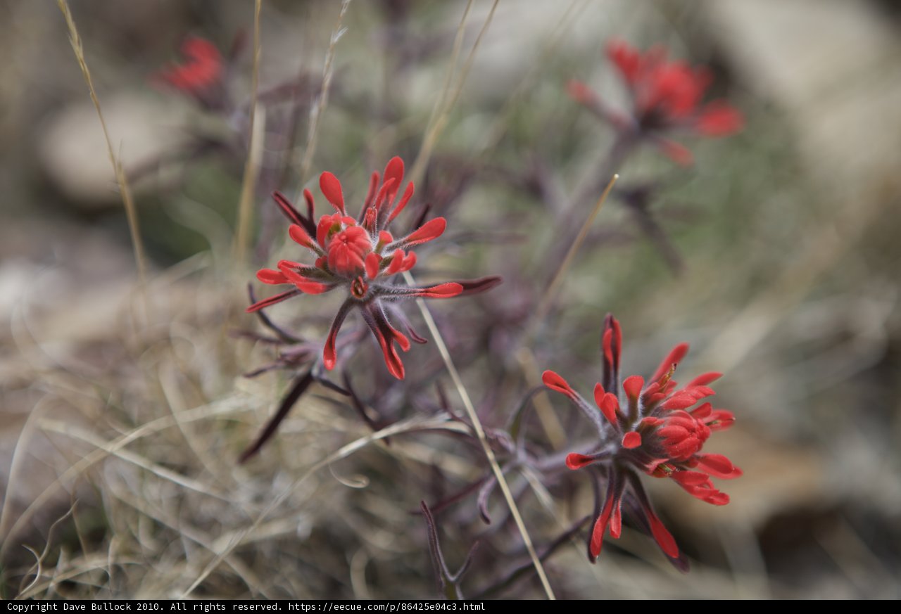 A Vibrant Red Flower in the Desert