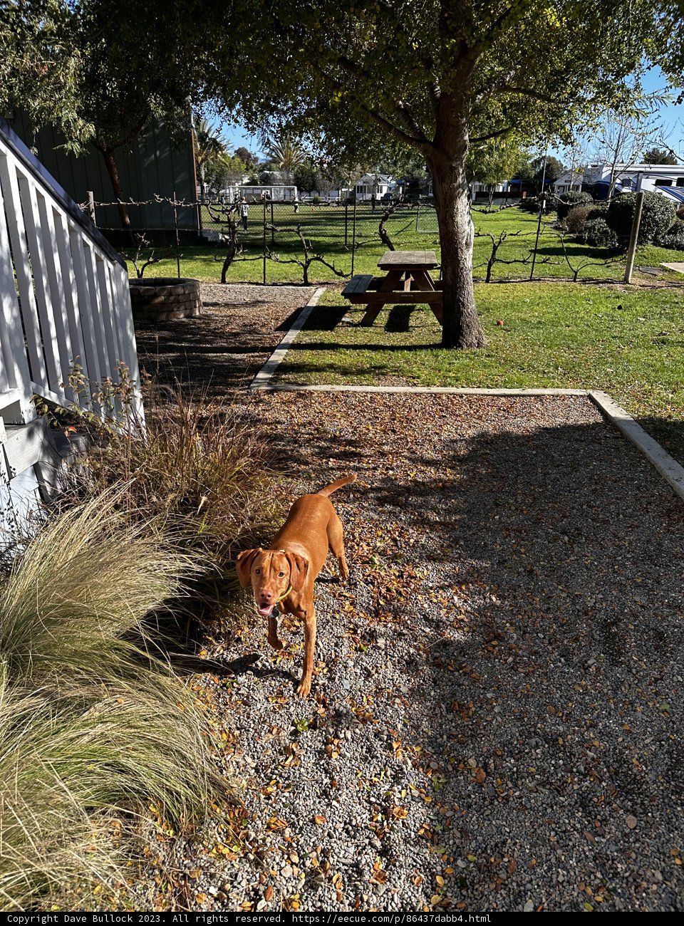 A Canine's Morning Walk