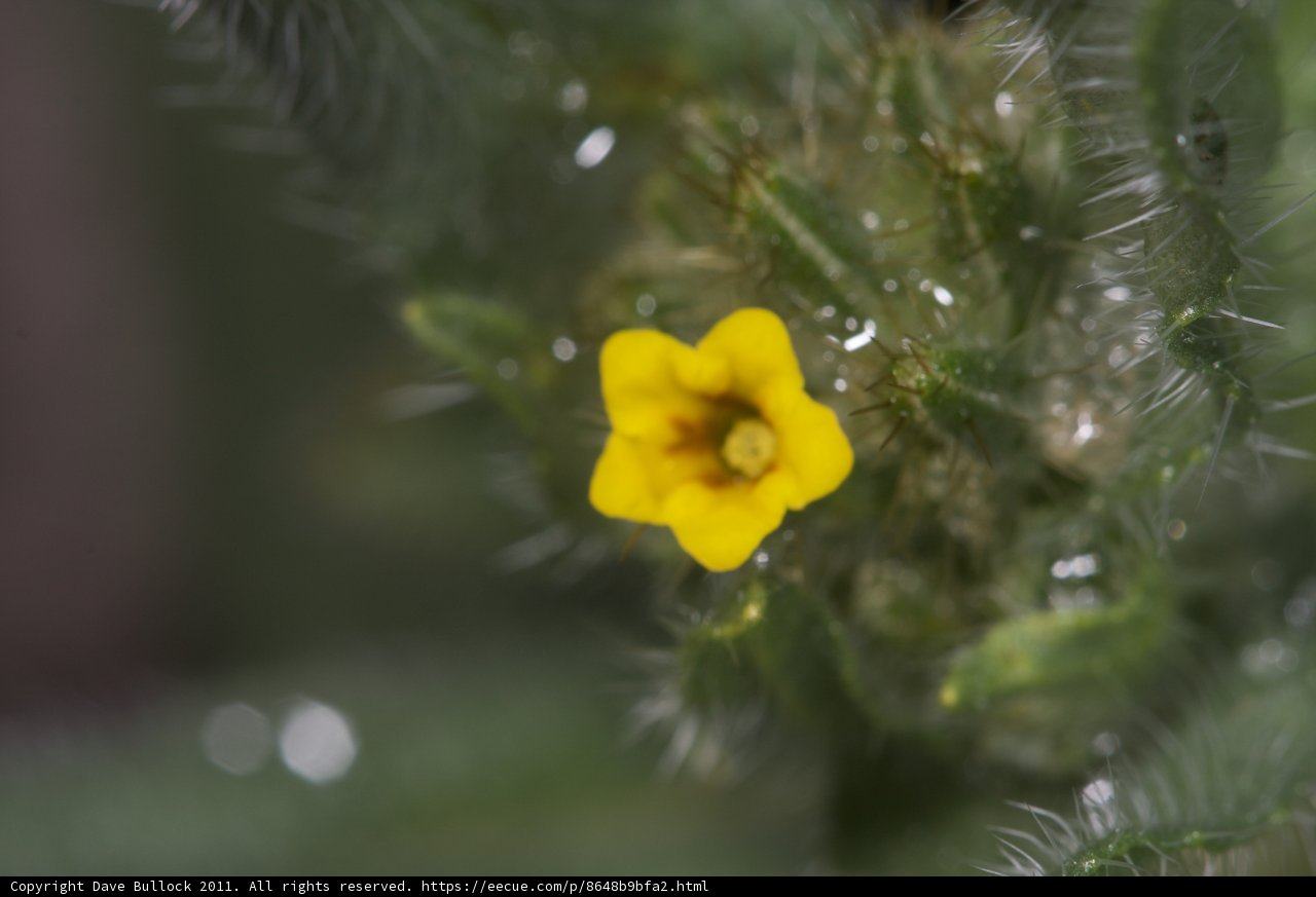 Sunny Geranium Blossom