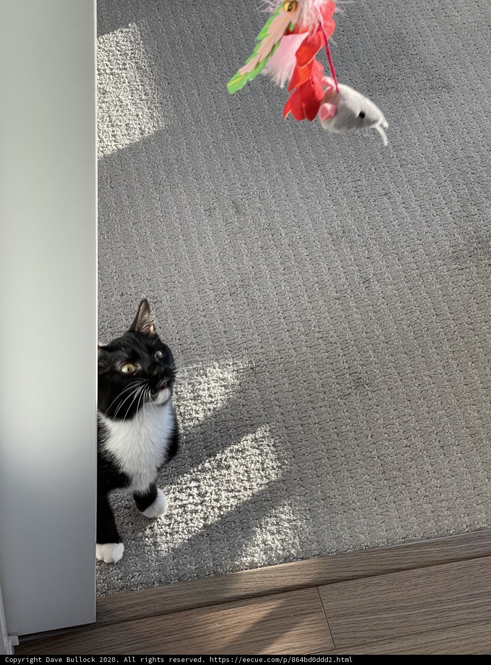 Feline Curiosity