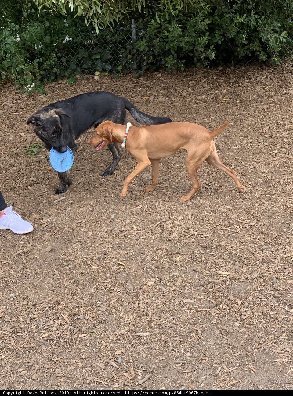 Frisbee Fun in Corona Heights