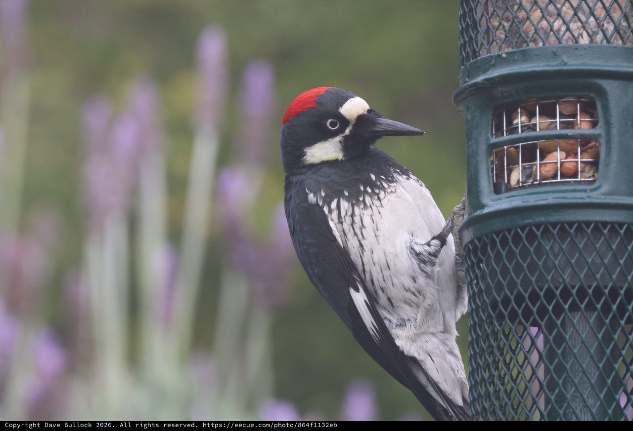 Acorn Woodpecker Visiting Garden Bird Feeder
