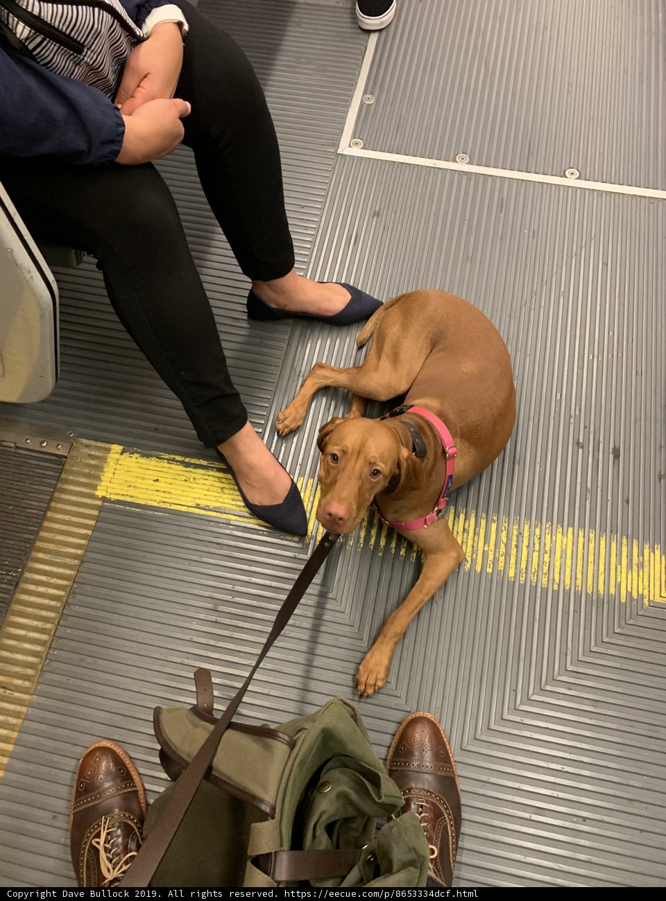 Subway Pooch
