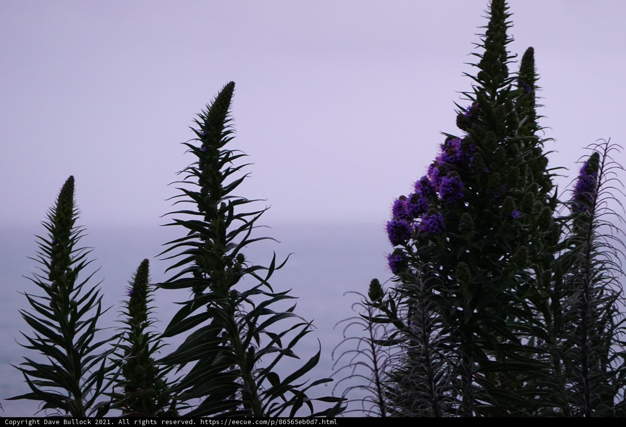 Serene Lavender Lupins