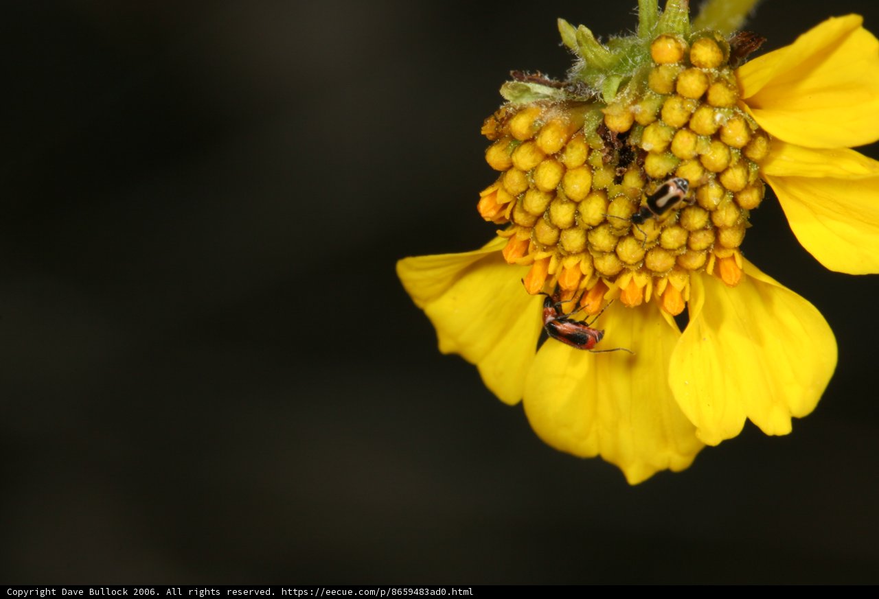 Bee and Bug Collecting Pollen on Vibrant Yellow Flower