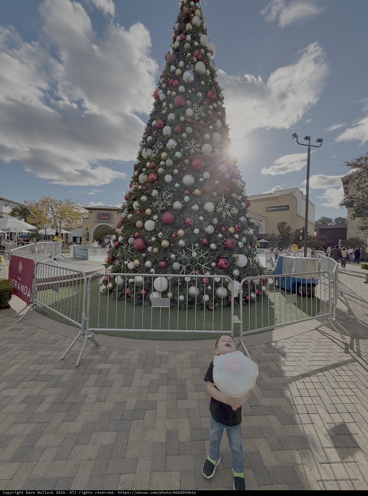 Child Gazing Up at Giant Christmas Tree