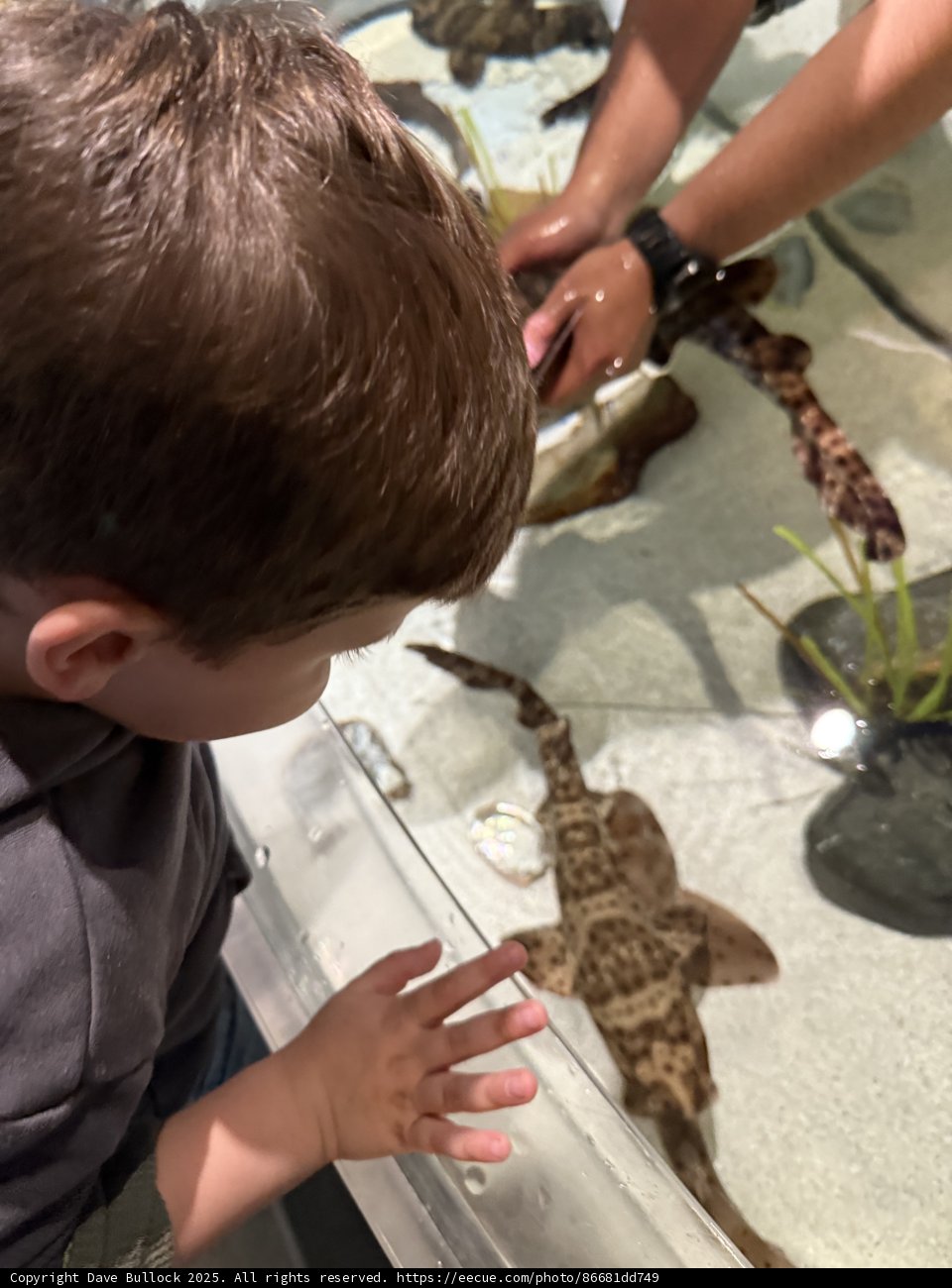 Aquatic Wonders